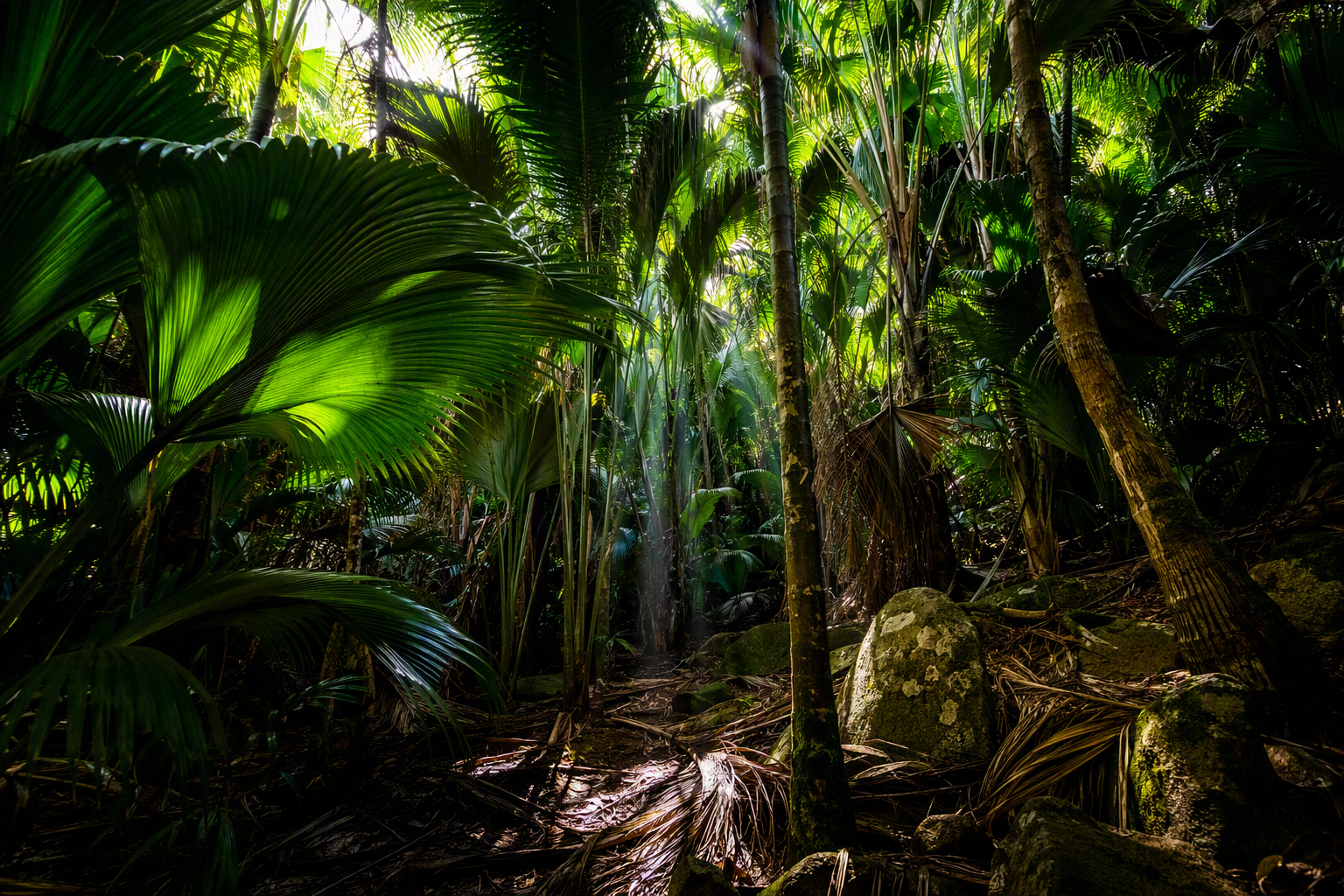 Vallée de Mai, Praslin Seychelles