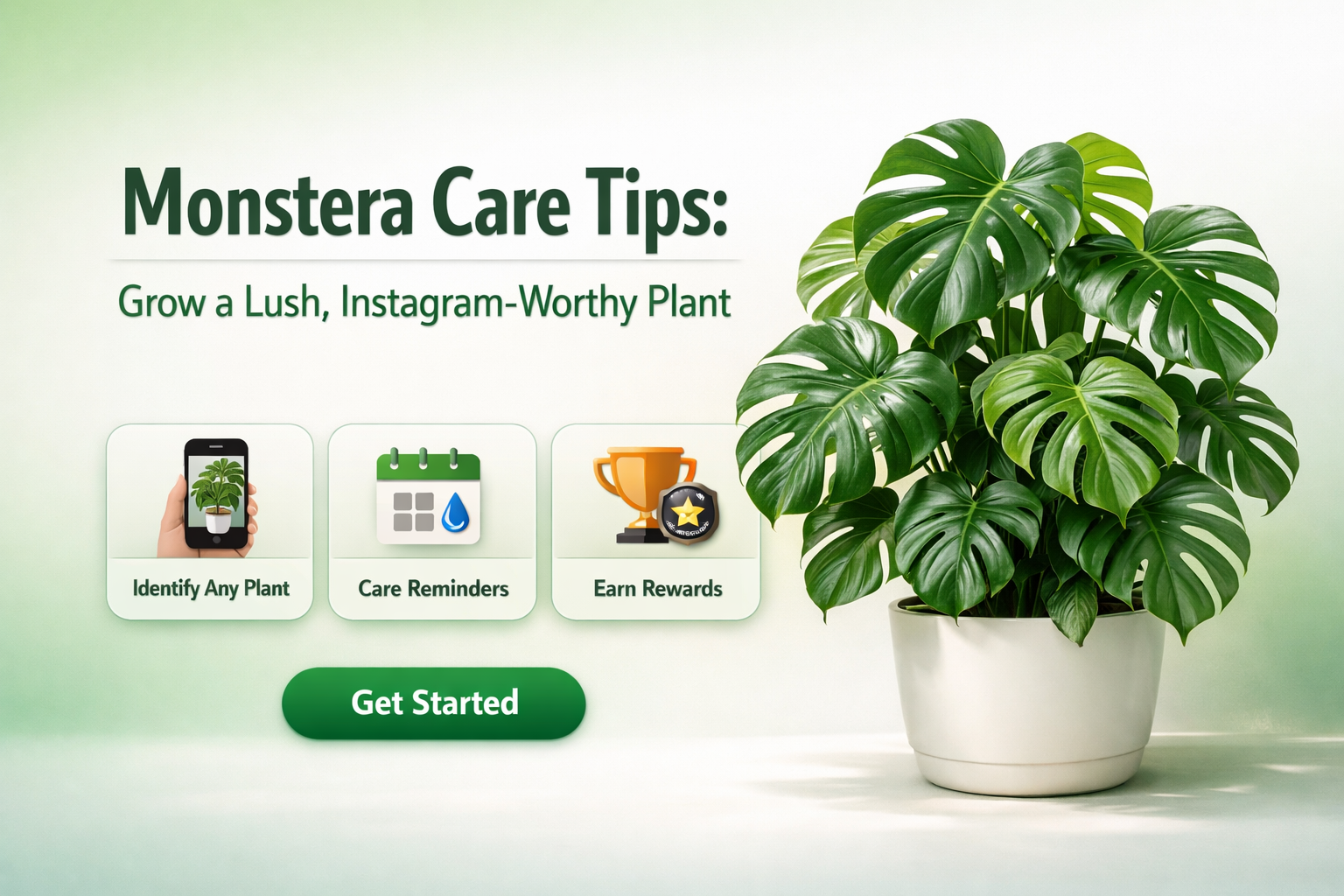 Monstera Care Tips: Grow a Lush, Instagram-Worthy Plant