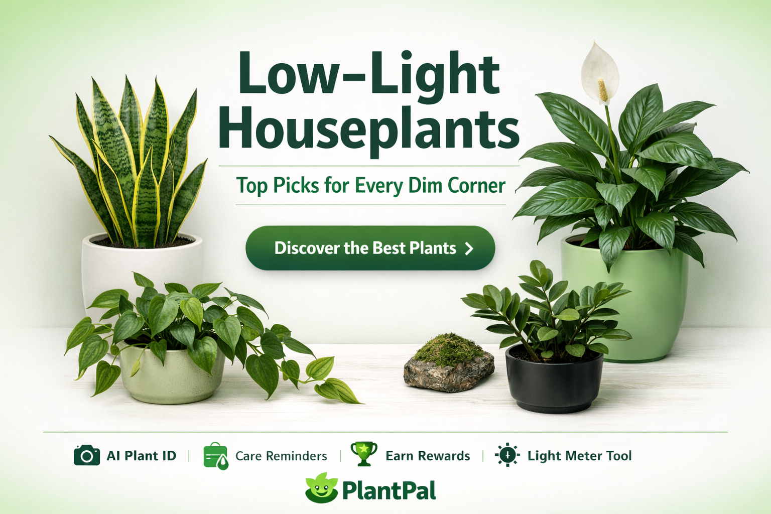 Low-Light Houseplants: Top Picks for Every Dim Corner