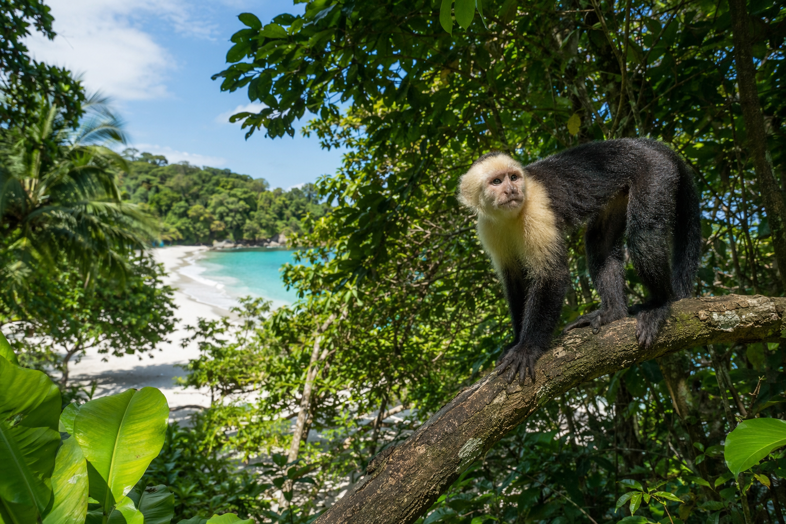 Tropical coastline in Costa Rica's Central Pacific