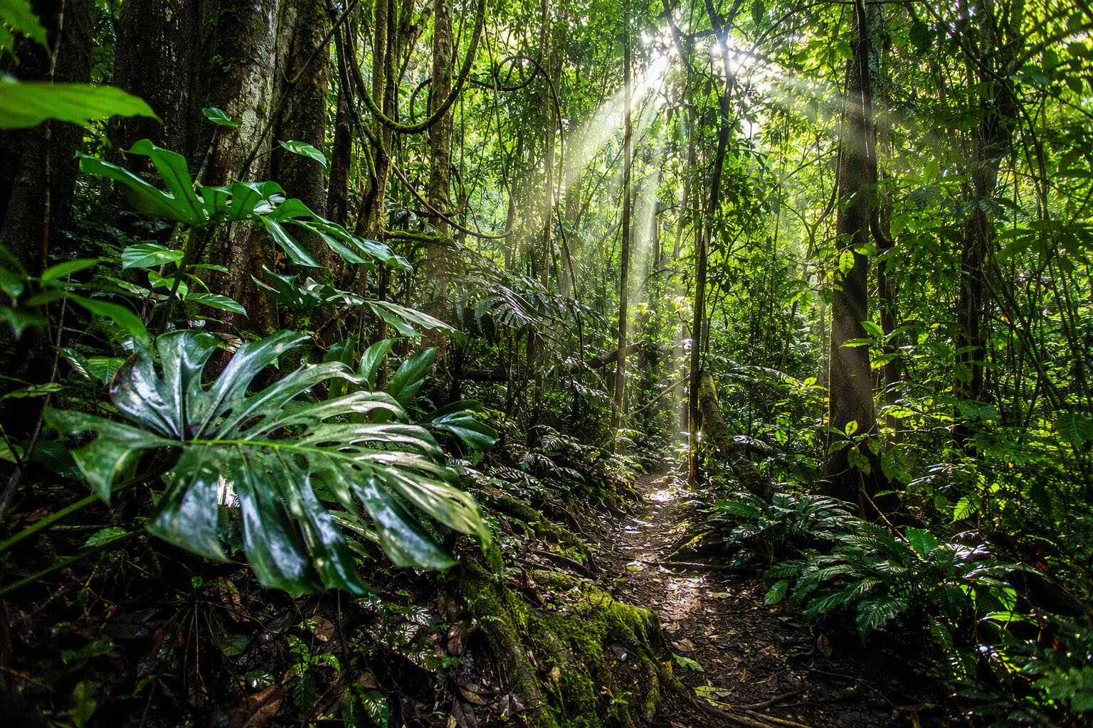 Jungle trail horseback riding near Jaco Costa Rica