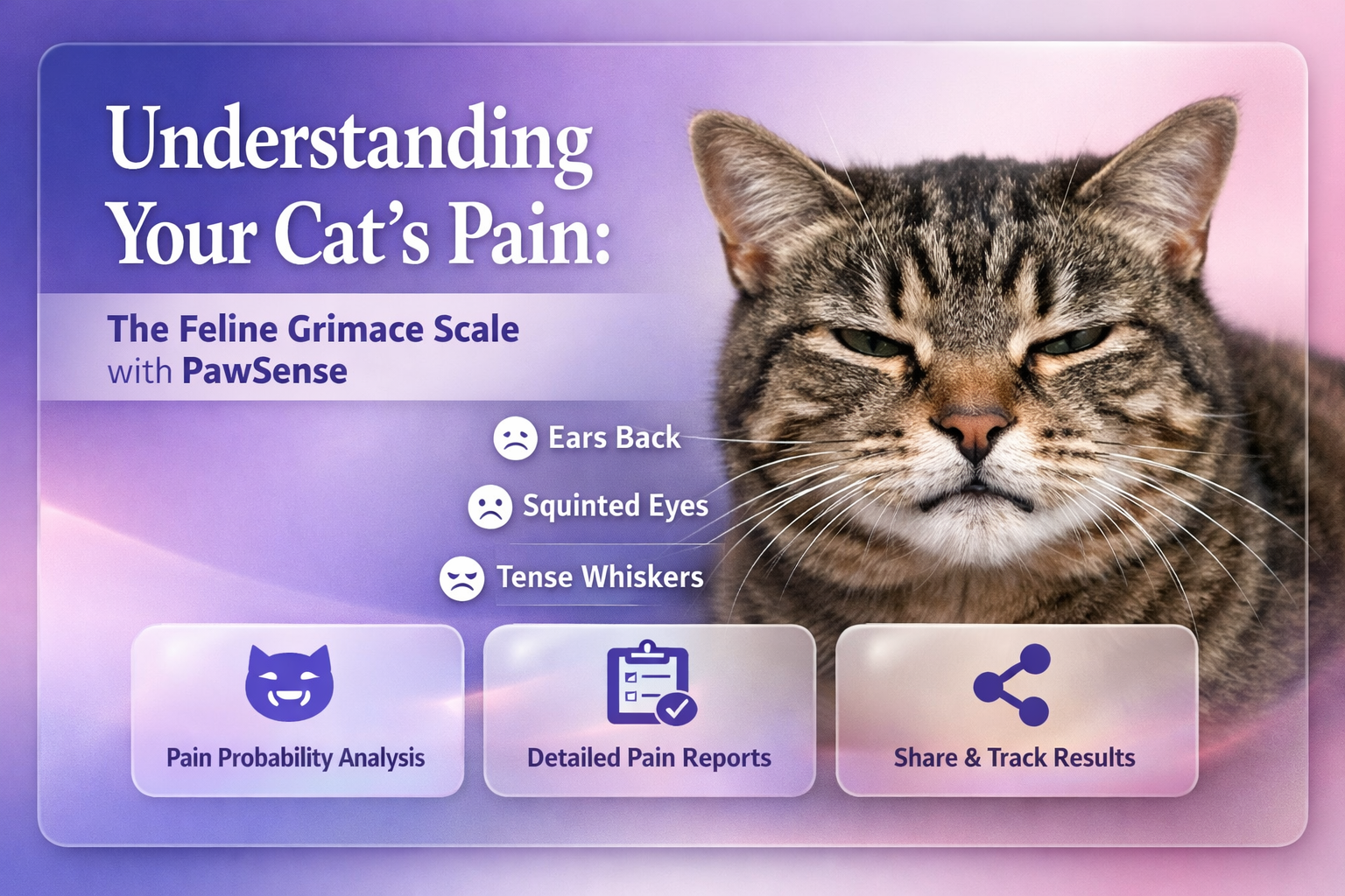 理解猫咪疼痛：PawSense与猫咪痛苦量表